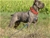 ipo3 FURFANTE RIPRODUTTORE SELEZIONATO ENCI - Triola Cane Corso